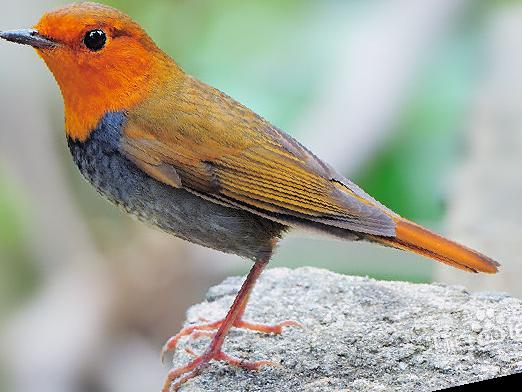 [日本]歌鸲图片