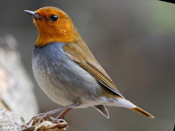 [日本]歌鸲图片