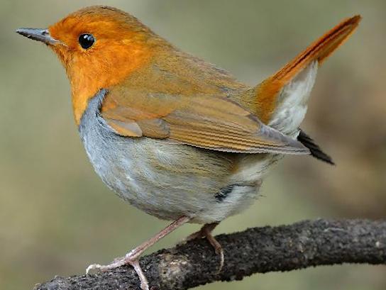 [日本]歌鸲图片