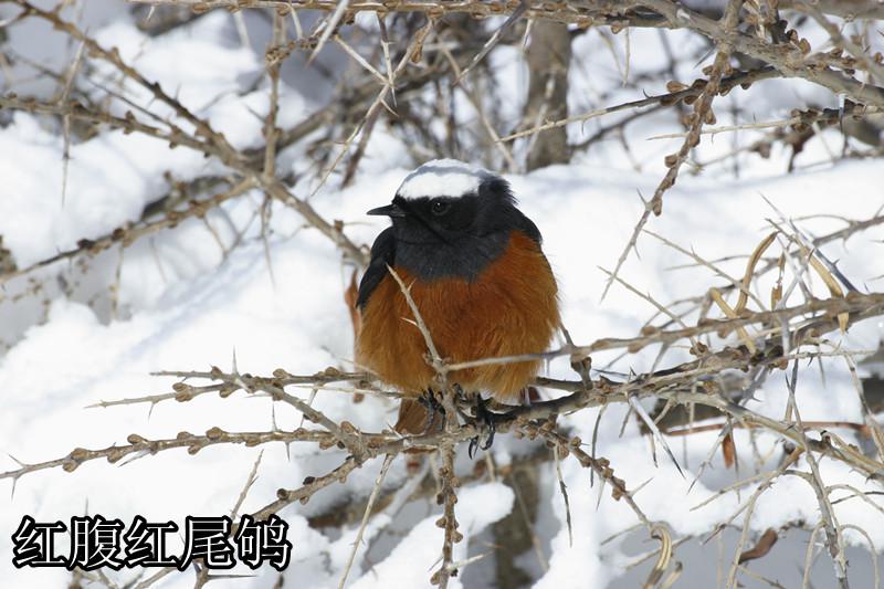 红腹红尾鸲图片