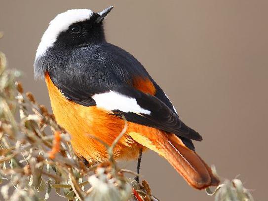 红腹红尾鸲图片