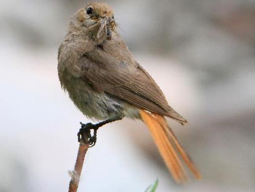 红腹红尾鸲图片