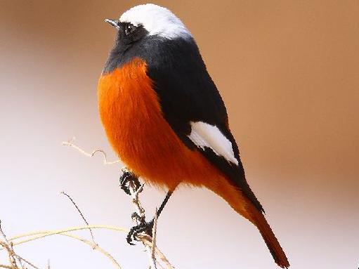 红腹红尾鸲图片