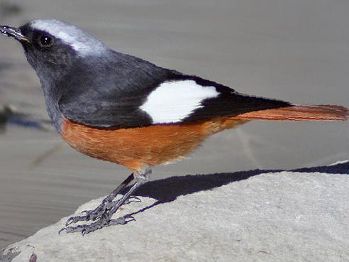 红腹红尾鸲图片