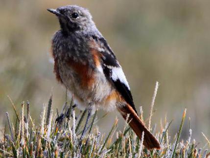 红腹红尾鸲图片