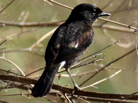 白斑黑石鵖图片