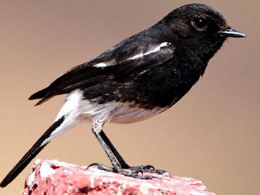 白斑黑石鵖图片