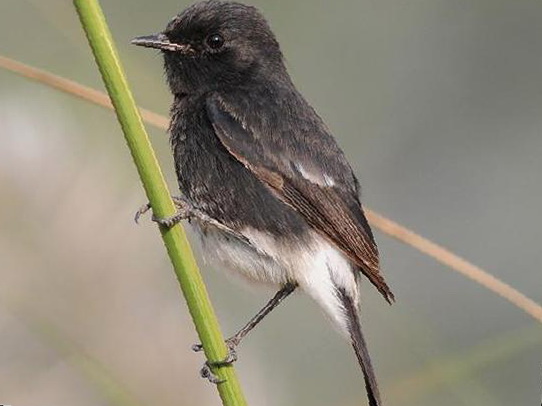 白斑黑石鵖图片