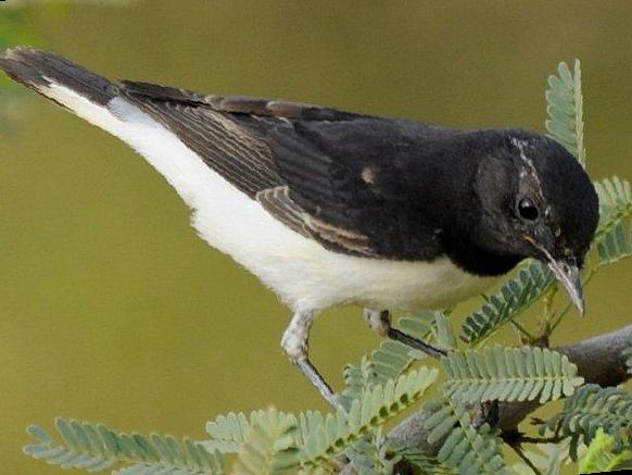 [东方]斑鵖图片