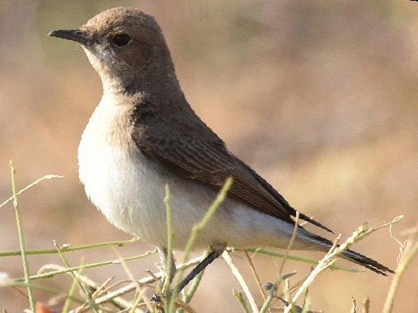 [东方]斑鵖图片