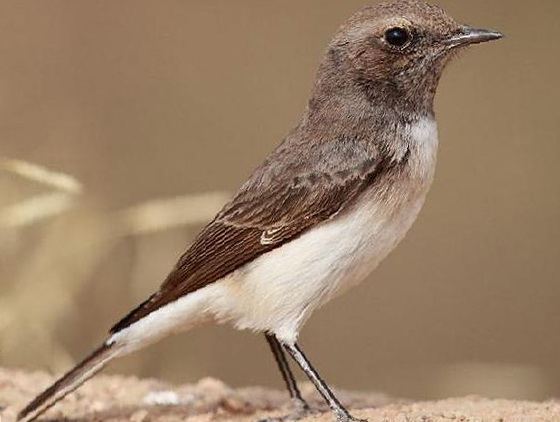 [东方]斑鵖图片