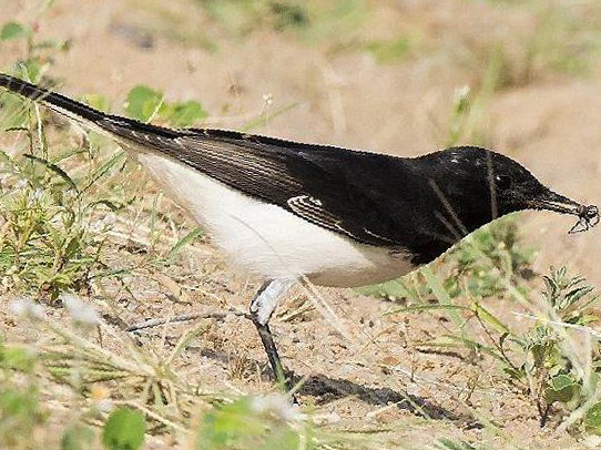 [东方]斑鵖图片