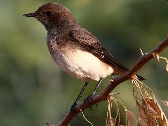 [东方]斑鵖图片