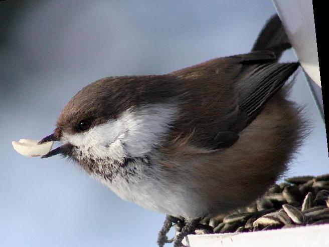 西伯利亚山雀图片