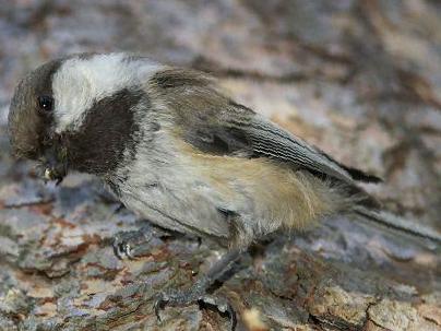 西伯利亚山雀图片