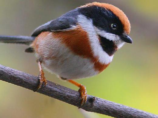 红头[长尾]山雀图片