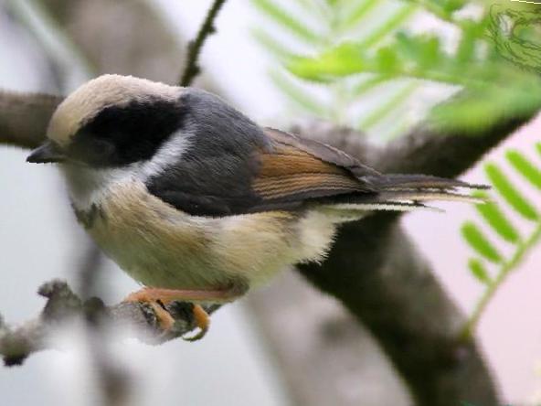 红头[长尾]山雀图片