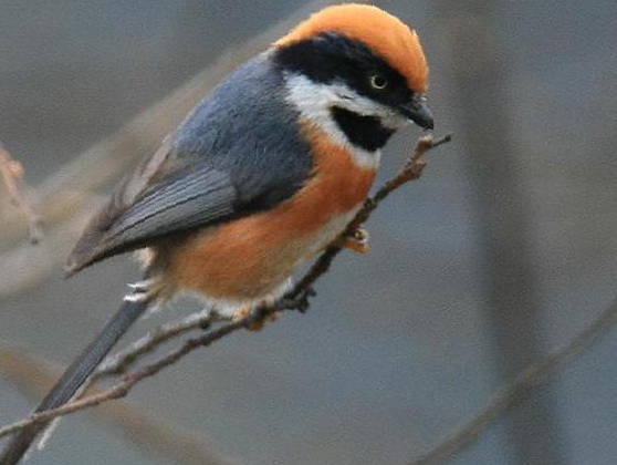 红头[长尾]山雀图片