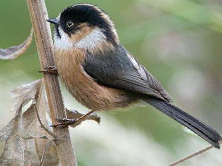 黑眉[长尾]山雀图片