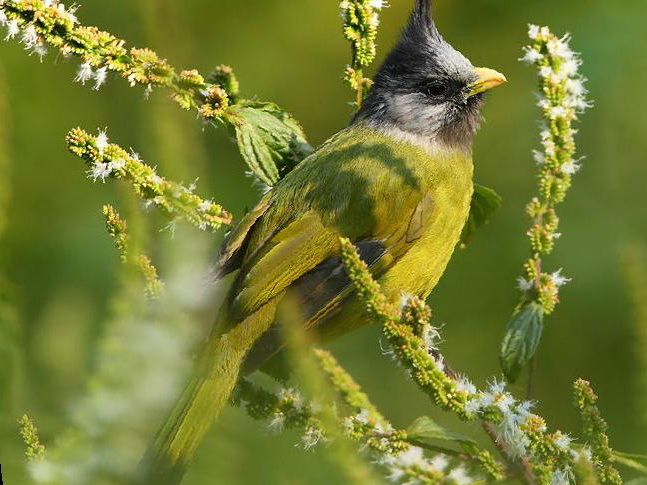 凤头雀嘴鹎图片