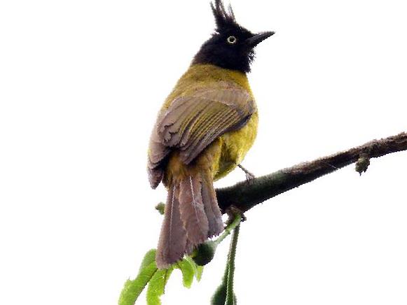 黑冠黄鹎图片