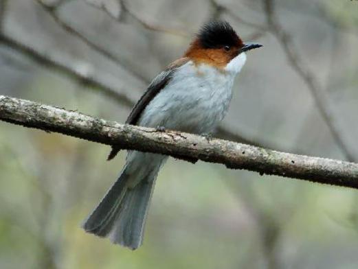 栗背短脚鹎图片