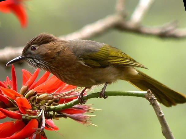 绿翅短脚鹎图片