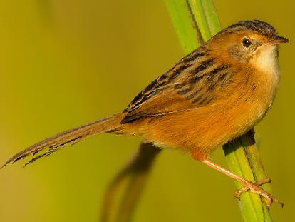 金头扇尾莺图片