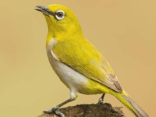 灰腹绣眼鸟图片