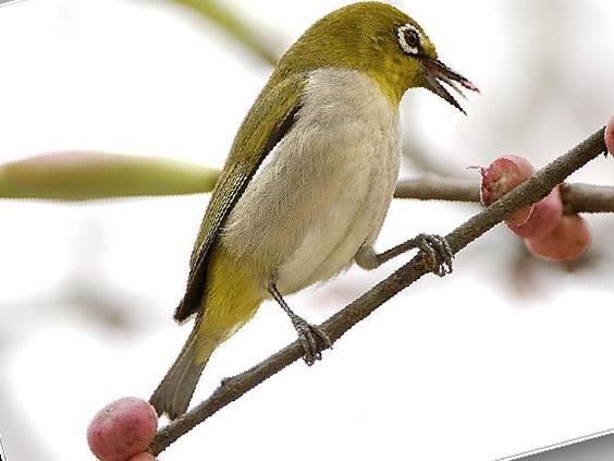 暗绿绣眼鸟图片