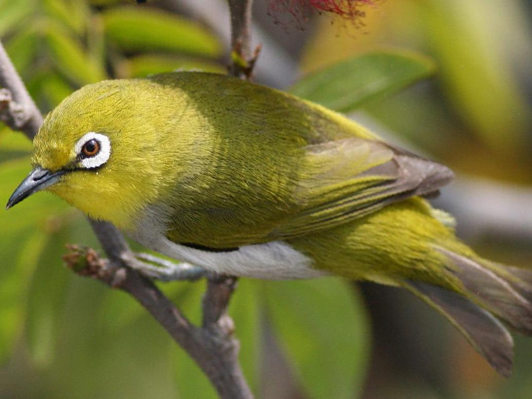 暗绿绣眼鸟图片