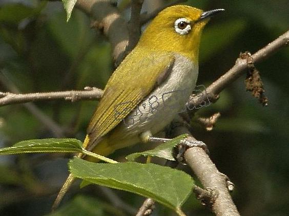 暗绿绣眼鸟图片