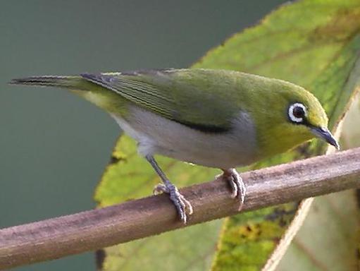 暗绿绣眼鸟图片