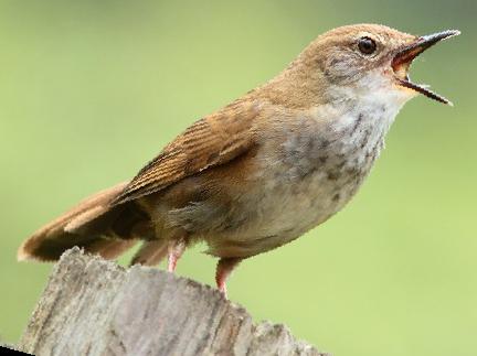 斑胸短翅莺图片