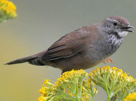 斑胸短翅莺图片