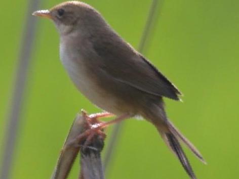 棕褐短翅莺图片