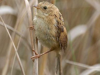 斑背大尾莺图片