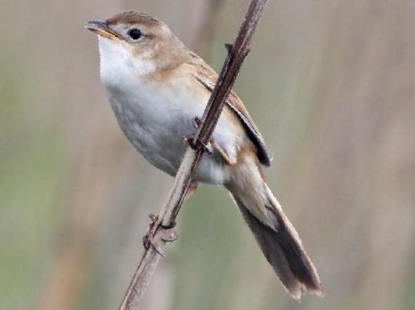 斑背大尾莺图片