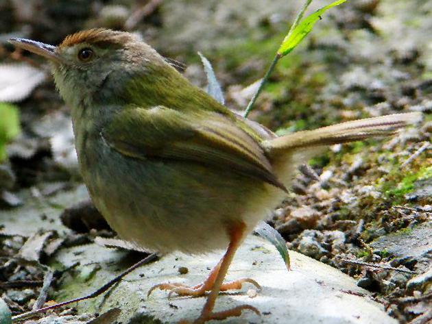 长尾缝叶莺图片