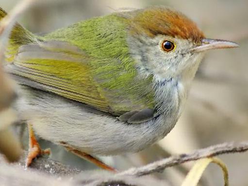 长尾缝叶莺图片