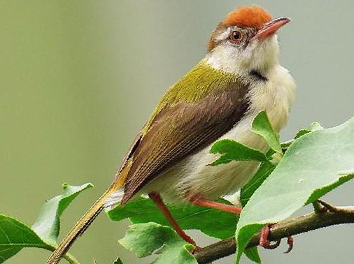 长尾缝叶莺图片