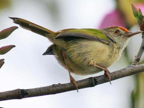 长尾缝叶莺图片