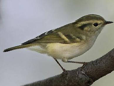 淡黄腰柳莺图片