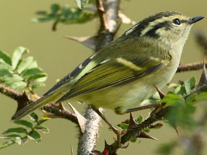 淡黄腰柳莺图片
