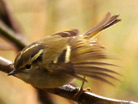 淡黄腰柳莺图片