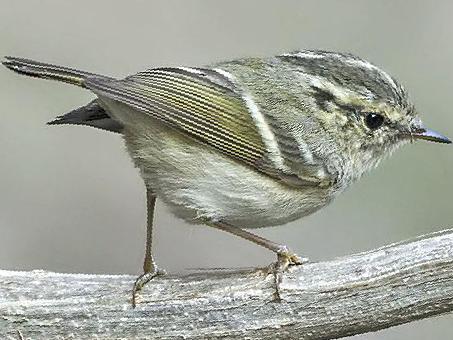淡黄腰柳莺图片