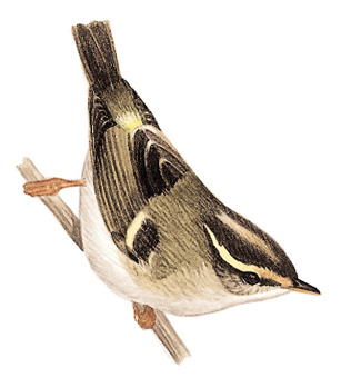 甘肃[黄腰]柳莺