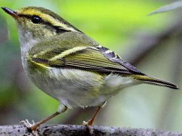 甘肃[黄腰]柳莺图片