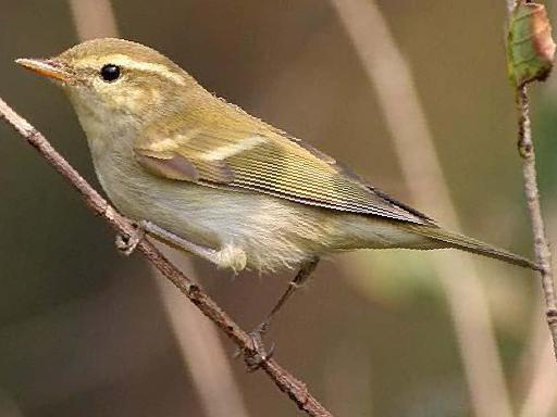 双斑绿柳莺图片