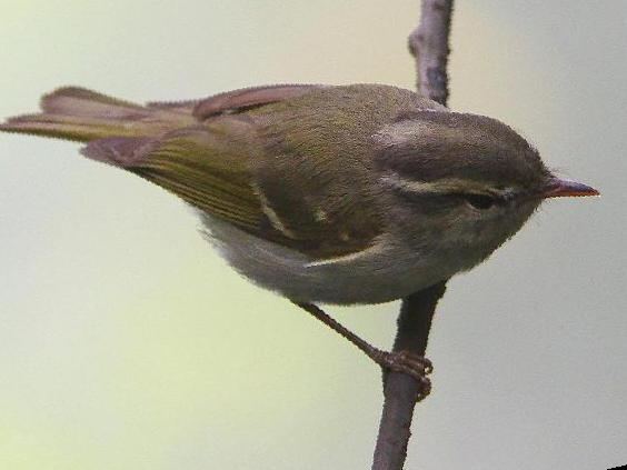 双斑绿柳莺图片
